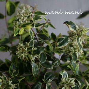 アベリア「ホープレイズ」3寸ポット 常緑低木 苗 庭木 生垣 花壇 幼苗