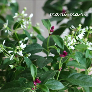 アルテルナンテラ 「千紅花火&ホワイトラブ」千日紅&ユーフォルビアミックス植え 3.5寸ポット苗  寄せ植え ハンギング 花苗 苗 カラーリーフ