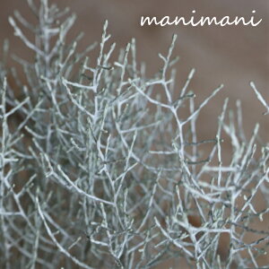 カロケファロス「プラチーナ」2.5〜3寸ポット苗 シルバーリーフ 寄せ植え リース 花壇 シルバーリーフ