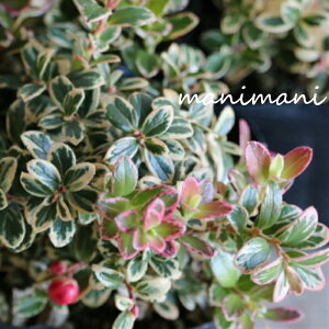 y󏭁zu肱vRA@2|bgc@ԕc@񂹐A@Sx[@ϊΒ