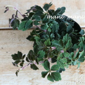 u~JjA@f^[^v2.5`3|bgc@񂹐A@[X@ԕc@[t@Ԓd