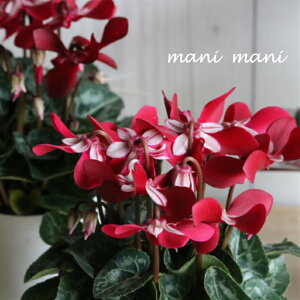 y炿̃K[f~jVN@uWbNXvCbh@3d|bgc@NX}X@@񂹐A@nMO@ԕc