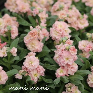 d炫XgbN xCr[uAvRbgv3c K[fjO 񂹐A A VNc AeB[NJ[ lC̐F