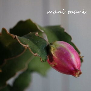 yϗtAzNWNT{euOAe}XvGstB 3.5 ~jhSt[c CeAO[@ԕc c A A