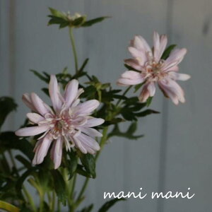 He VECMNu ncRCv3.5|bgc @񂹐A@A@ԕc@Ԓd