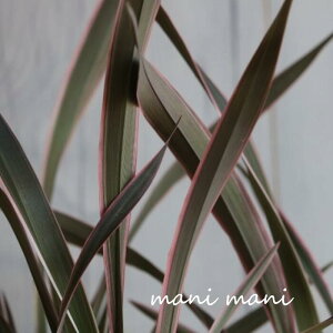 j[TCusNXgCvv3|bgc@Ԓd@񂹐A@ԕc@[tc