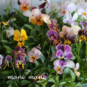 yIXXzQũrIuQu~bNXAv3.5|bgc 3A  lC ԕc 񂹐A [X rI  IV