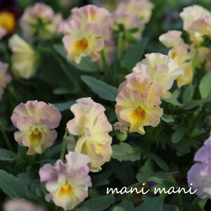 フリル咲きビオラ「イリスプリエール」3.5寸ポット苗 花日和オリジナル 寄せ植え 花壇 ハンギング 希少 人気 アンティークカラー