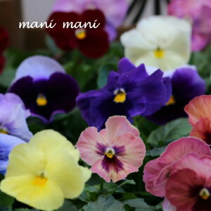 【オススメ】「 パンジー24ポットセット」3寸ポット苗 おまかせ ガーデニング 寄せ植え 庭植え 新鮮苗 人気の色 花苗セット