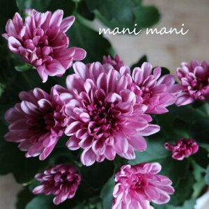 NTZ}u}EgI[rXNvsN@3.5|bgc@A@A@ԕc@Ԓd@e@K[fjO