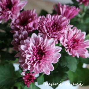 NTZ}u}EgI[rXNvCgsN 3.5|bgc A A ԕc Ԓd e K[fjO