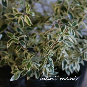 AxAuRtFbeBv3|bgc Β c  _ Ԓd cc