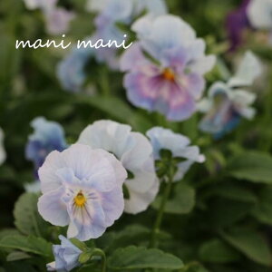 ԓaIWi tpW[uVFuGvB^Cv@u[`p[vn@3`3.5|bgc ԕc@Ǌ 񂹐A@[X@Ԓd@pW[ ԓa