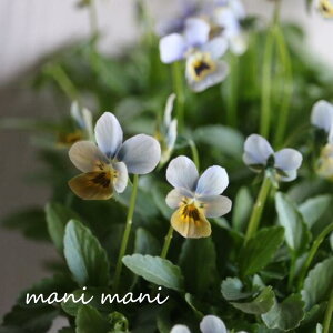 【オススメ】ゲブラさんのビオラ ミステリアスシリーズ「マリア」3.5寸ポット苗 希少 人気 花苗 寄せ植え リース ビオラ 超オススメ