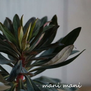 [tHrAuubNo[hv3,5O|bg@ԕc@񂹐A@A@J[[t