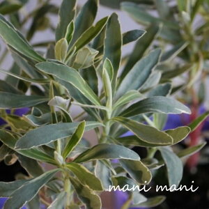 [tHrAuVo[Xv3`3.5|bgc ԕc@񂹐A@A@J[[t