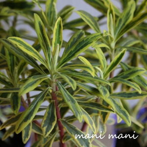 [tHrAuS[fC{[v3`3.5|bgc ԕc@񂹐A@A@J[[t