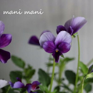 yIXXzQũrI u~XeAXoj[v3.5|bgc@󏭁@lC@ԕc@񂹐A@[X rI@IXX