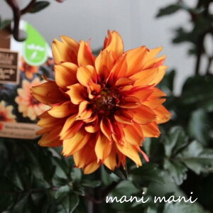 ダリア ラベラグランデ 「チョコレート アンバー」3寸ロングポット苗 庭植え 鉢植え 花苗 花壇 寄せ植え