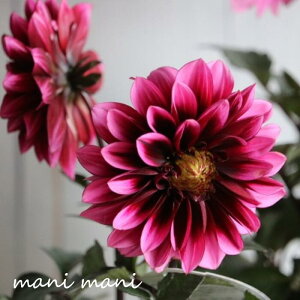 ダリア ラベラグランデ 「チョコレートローズ」3寸ロングポット苗 庭植え 鉢植え 花苗 花壇 寄せ植え