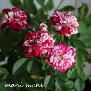 yŐViz~jo u`F[^gv3`3.5|bgc i ԕc lC K[fjO A