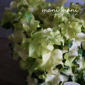 ヘデラ 「ムーンライト」3.5寸ポット苗 浦島農園 寄せ植え リース 花苗 花壇 リーフ 苗 花苗 ガーデニング インテリア 室内 屋外