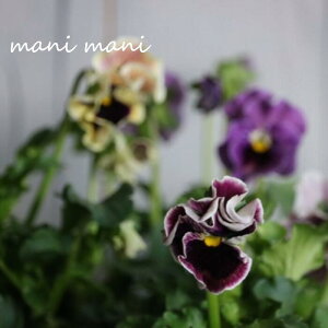 フリル咲きパンジー「ファルダ」3寸ポット苗 2023年最新品種 花日和オリジナル 寄せ植え 花壇 ハンギング 希少 人気