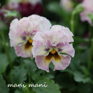 t炫rIueBA[hv3`3.5|bgc 2023NŐVi ԓaIWi@񂹐A@Ԓd@nMO@󏭁@lC