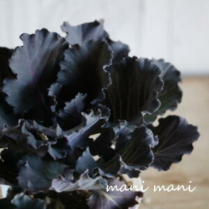 葉牡丹「ブリリアントブラック」2.5寸ポット苗 ゲブラナガトヨ シルバーリーフ 正月 寄せ植え 良株 花苗 ハボタン