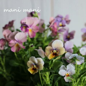 yIXXzQũrIuOf[Vv3.5|bgc 2A ԕc 񂹐A [X rI IXX