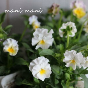 フリル咲きビオラ「ふわたま」3寸ロングポット苗 2023年花日和オリジナル 寄せ植え 花壇 ハンギング 希少 人気