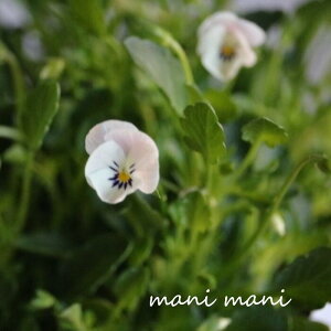 小輪ビオラ ビオレッタ 「ミニチュアビンテージ」 3.5寸ポット苗 フラワーハーツ 花苗 寄せ植え リース 花壇 ビオラ