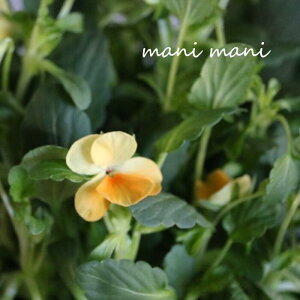 փrI@rIb^ uTj[TCYv3.5|bgc t[n[c ԕc@񂹐A@[X@Ԓd@rI