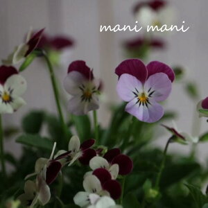 փrI@rIb^ uN[\[_v3.5|bgc t[n[c ԕc@񂹐A@[X@Ԓd@rI