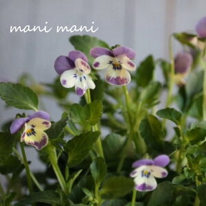 փrI@rIb^ uu[`[Nv 3.5|bgc t[n[c ԕc@񂹐A@[X@Ԓd@rI