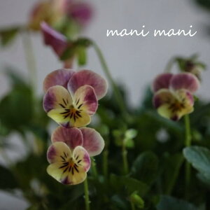 փrI@rIb^ uhNl[hv 3.5|bgc t[n[c ԕc@񂹐A@[X@Ԓd@rI