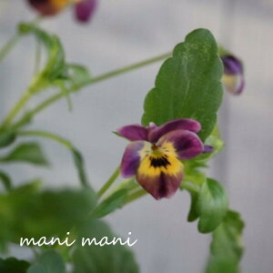 փrI@rIb^ uiCgAhfCv3.5|bgc t[n[c ԕc@񂹐A@[X@Ԓd@rI