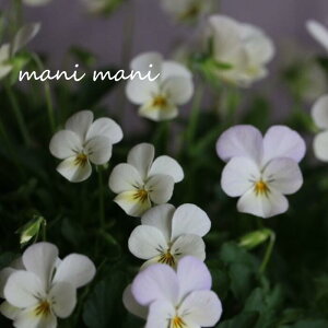 փrI@rIb^ un[~bgv 3.5|bgc t[n[c ԕc@񂹐A@[X@Ԓd@rI