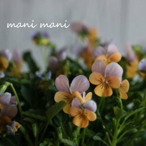 փrI@rIb^ u\v 3.5|bgc t[n[c ԕc@񂹐A@[X@Ԓd@rI