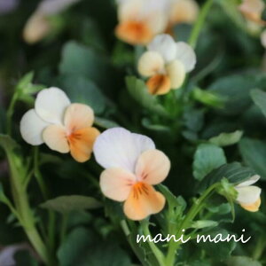 փrI@rIb^ uTZbgLbXv 3.5|bgc t[n[c ԕc@񂹐A@[X@Ԓd@rI