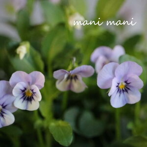 փrI@rIb^ u~XeBbNu[v3.5|bgc t[n[c ԕc@񂹐A@[X@Ԓd@rI