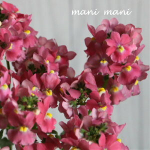 hlVA[euT[sNvoj̍@3.5|bgc@Â@QuiKg@񂹐A@[X@ԕc@؂₩