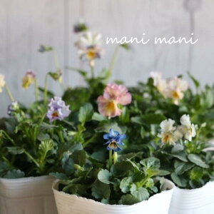 t炫rIu݂сv3|bgc@ԓaIWi@񂹐A@Ԓd@nMO@󏭁@lC@AeB[NJ[