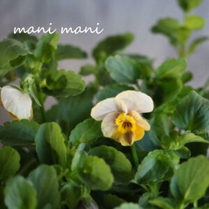 փrI@rIb^ uy[p[[v3.5|bgc t[n[c ԕc@񂹐A@[X@Ԓd@rI