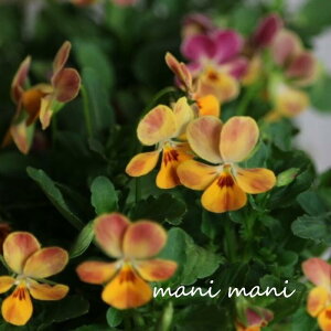 փrI@rIb^ ugsRv3.5|bgc t[n[c ԕc@񂹐A@[X@Ԓd@rI