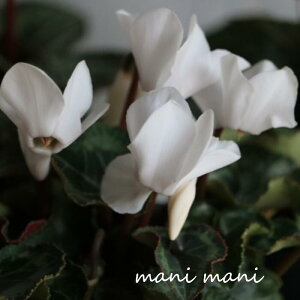 K[f~jVNuzCgv3|bgc NX}X@ 񂹐A nMO ԕc K[fjO