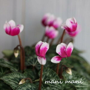 K[f~jVNuoCJ[v3|bgc NX}X@ 񂹐A nMO ԕc K[fjO