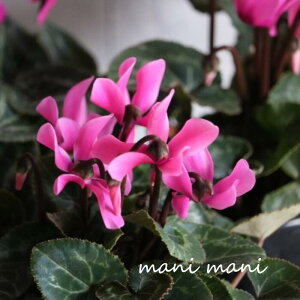 K[f~jVNusNv3|bgc NX}X@ 񂹐A nMO ԕc K[fjO