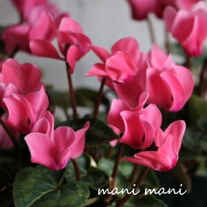 K[f~jVNuT[sNv3|bgc NX}X@ 񂹐A nMO ԕc K[fjO