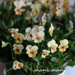 փrI@rIb^ usGbgv 3.5|bgc t[n[c ԕc@񂹐A@[X@Ԓd@rI